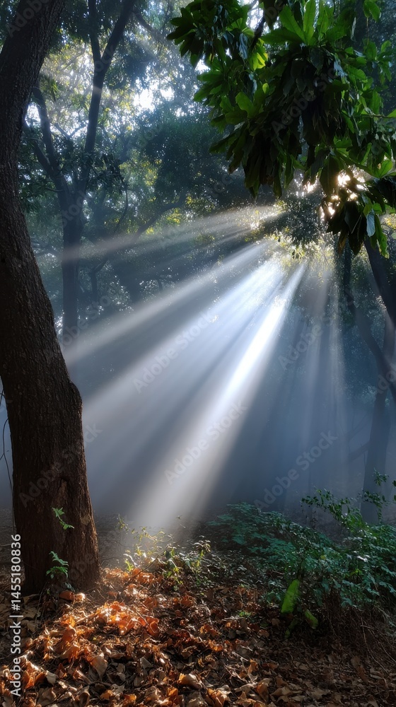 Poster sunlight beaming through trees in a dense forest with low fog and ground covered in leaves creating 