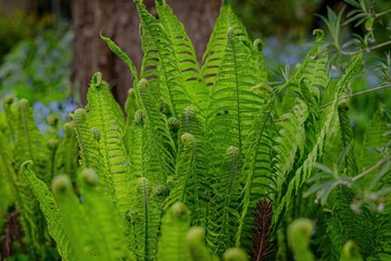 green fern leaves