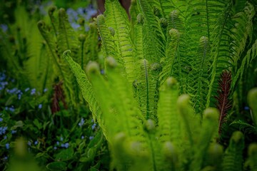 Close-up of vibrant green fern fronds and fiddleheads, with small blue flowers in the blurred background. Lush natural texture