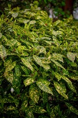 green moss in the forest