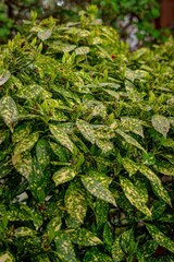 green moss on the wall