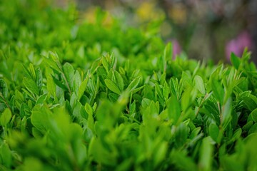 Close-up of bright green bush leaves, highlighting their fresh texture and vibrant color. Natural background. 