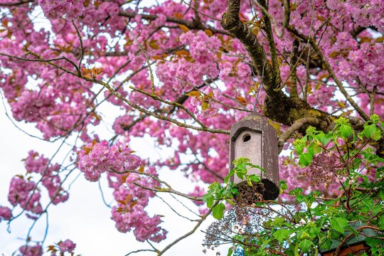 Birdhouse hanging from a branch of a blossoming cherry tree with vibrant pink flowers. 
