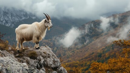 Fototapeta premium Goat on mountain peak