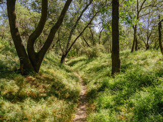 Narrow trail through hilly area in a grove of oak trees 