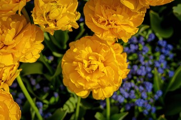 op-down view of bright yellow Double Early Tulips (Tulipa) with many ruffled petals and green...