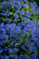 Obraz premium A dense carpet of small, bright blue Forget-me-nots (Myosotis), likely Myosotis sylvatica which blooms in spring in Augsburg. Green leaves of other plants (possibly tulips) are interspersed. 