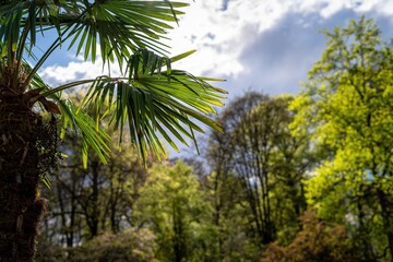Green palm fronds with segmented leaves, attached to a brown, fibrous trunk. Background shows various green trees and a partly cloudy sky. 