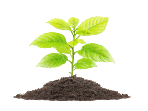 Fresh green plant sprouting from rich soil with vibrant leaves, showcasing new growth and vitality against a clean white background, perfect for nature-themed projects and eco-friendly designs