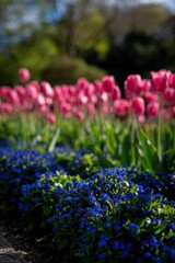 Obraz premium Bright pink tulips with green leaves. A dense bed of small blue Forget-me-nots (Myosotis) below. More blurred pink tulips in the background. 