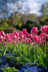 Many vibrant pink tulips with green leaves. A bed of small blue Forget-me-nots (Myosotis) is visible below. Blurred dark trees in the background.