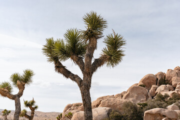 joshua trees in the desert