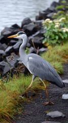 Naklejka premium Elegant grey heron walking near the waterside of a lake with dark rocks and wet grass in natural environmental conditions.