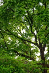 Large tree with green, heart-shaped leaves and thick, brown branches and trunk. Lush green foliage visible below. Bright sky filtering through the leaves.