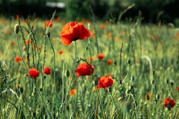 Obraz premium A sunlit field of red poppies in full bloom, capturing the gentle glow of a summer afternoon.