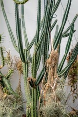 This looks like it could be a Pilosocereus, given its columnar shape and the prominent areoles with long spines.