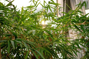 Dense growth of bamboo with green, lance-shaped leaves and light brown stalks. The stalks vary in...