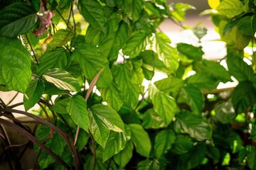 Lush green foliage with broad, heart-shaped leaves and prominent veins.