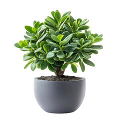 A Compact Potted Jade Plant with Thick Glossy Green Leaves Isolated on Transparent Background
