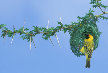 Weavers bird building a nest in a thorn tree in  South Africa..