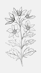 Fototapeta premium Botanical flower coloring in black and white linear style
