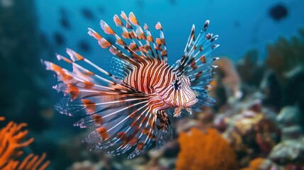 Lionfish in coral reef underwater