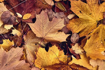 Fallen autumn leaves