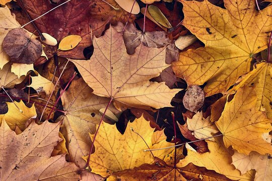 Fallen autumn leaves