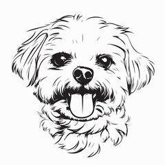 Cute white Maltese puppy image vector on white background