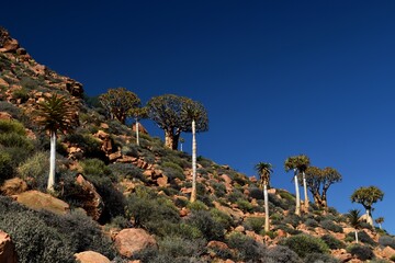 Kamieskroon Quiver trees grow on a rugged rocky hillside surrounded by desert vegetation and...