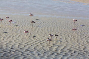 Flamingo in Bolivia