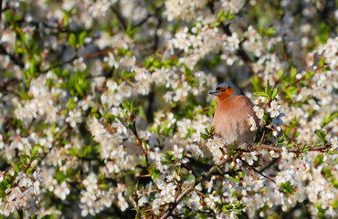 There is nowhere better than on the branch of a beautiful flowering tree.