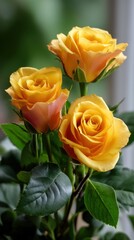 Close-up of three open yellow roses with dark green leaves, indoor studio shot with muted light and pastel background