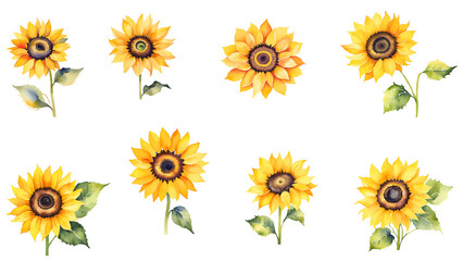 Set of watercolor blooming sunflower isolated on transparent background; floral clip art; sunflower sticker set 