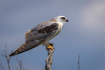 Black-shouldered Kite (Elanus axillaris) juvenile, Narooma, NSW, February 2025