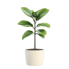 Isolated ficus elastica plant in a white pot on white background close up