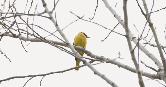 slow motion low angle of a Baltimore Oriole (Icterus galbula) high in a tree