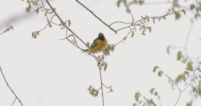 slow motion shot of a Baltimore Oriole (Icterus galbula) on a flimsy branch