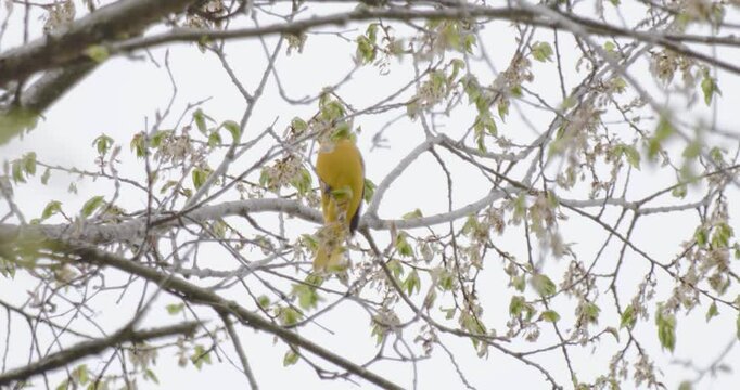Slow motion shot of a Baltimore Oriole (Icterus galbula) hanging upside on a branch