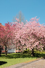 cherry blossom trees in full bloom lining suburban street under blue sky with residential buildings in spring season in europe