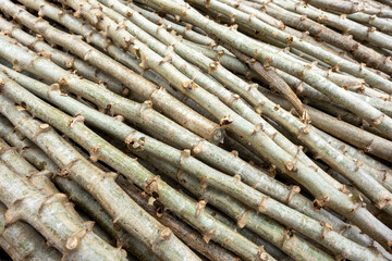 Cassava stem is dried, cut and turned into cassava seeds and planted in the fields.