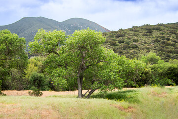 Oaks and Grassland