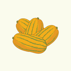Delicata vegetables flat design cartoon illustration