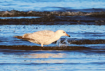 Fototapeta premium seagull bird playing with sea water in the morning sun on the beach