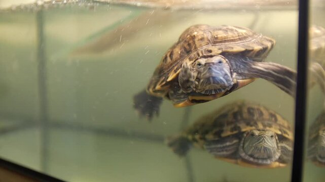 turtle swimming in water