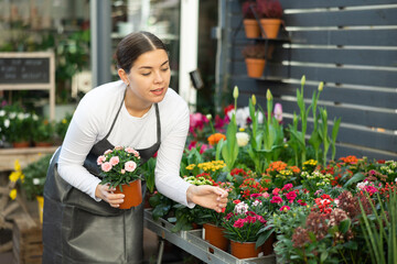 Female flower shop worker inspects garden carnation flowers for yellowed leaves in pots