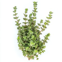 Obraz premium Green succulent plants arranged in a hand shape