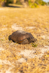 Close-Up of Gopher Tortoise in Florida Nature
