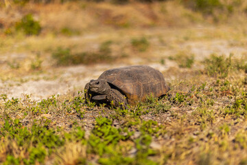 Close-Up of Gopher Tortoise in Florida Nature