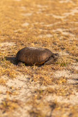 Close-Up of Gopher Tortoise in Florida Nature